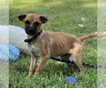 Small #3 Dachshund Mix