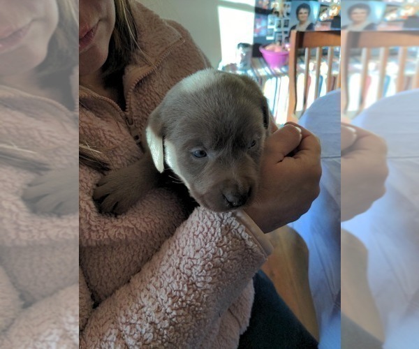 Medium Photo #2 Labrador Retriever Puppy For Sale in EDINBURG, VA, USA