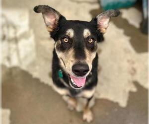 German Shepherd Dog-Unknown Mix Dogs for adoption in Santa Rosa, CA, USA