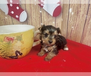Yorkshire Terrier Puppy for sale in CASSVILLE, MO, USA