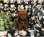 Small Photo #5 Poodle (Miniature) Puppy For Sale in NEW HOLLAND, PA, USA