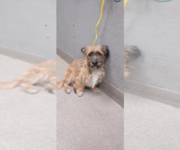 Medium Photo #1 Mutt Puppy For Sale in Las Vegas, NV, USA