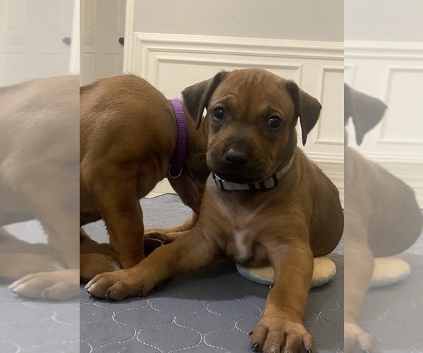 Medium Photo #65 Rhodesian Ridgeback Puppy For Sale in KELLER, TX, USA