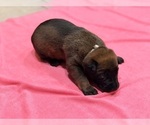 Puppy Light purple Belgian Malinois