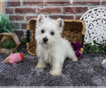 Image preview for Ad Listing. Nickname: Fiona