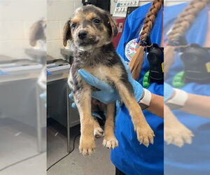Mutt Dogs for adoption in San Bernardino, CA, USA