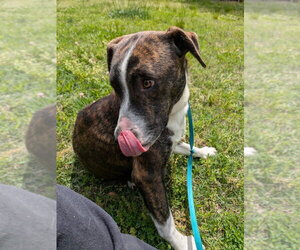 Tulip - Female Mutt Dog for Adoption - Photo #2