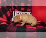 Small Photo #5 Labrador Retriever Puppy For Sale in NEENAH, WI, USA