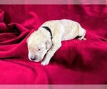 Small #8 Golden Retriever