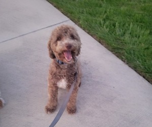 Poodle (Miniature) Puppy for sale in LAKELAND, FL, USA
