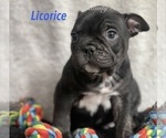 Small #7 Faux Frenchbo Bulldog