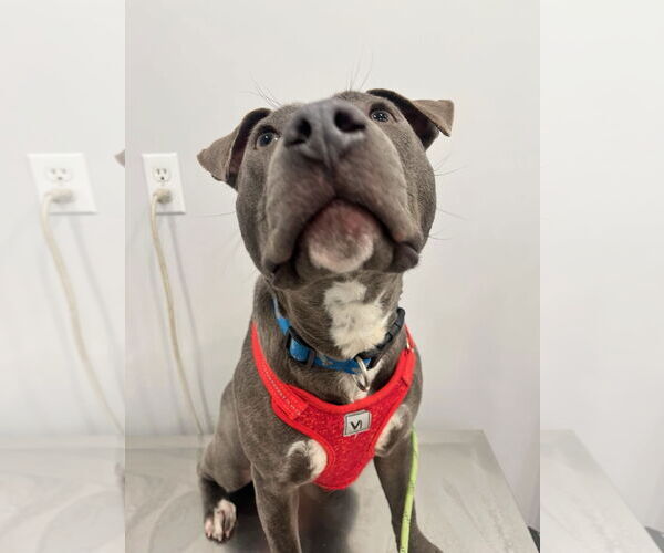 Medium Photo #9 American Bulldog Puppy For Sale in Monticello, MS, USA