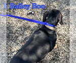 Small Photo #9 Dachshund Puppy For Sale in San Antonio, TX, USA