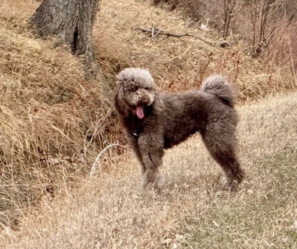 Medium Photo #1 Goldendoodle-Poodle (Standard) Mix Puppy For Sale in DENVER, CO, USA