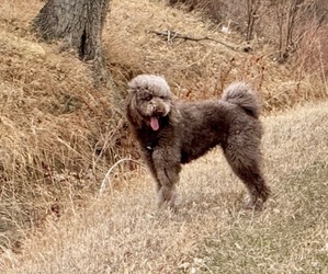 Father of the Goldendoodle-Poodle (Standard) Mix puppies born on 06/06/2025