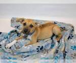 Small #2 Mutt
