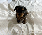 Small Photo #7 Yorkshire Terrier Puppy For Sale in PALM BAY, FL, USA