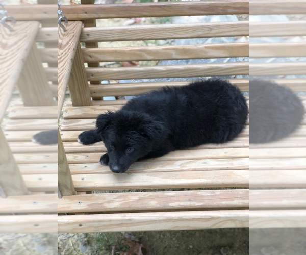 Medium Photo #3 Australian Shepherd Puppy For Sale in SPENCER, TN, USA