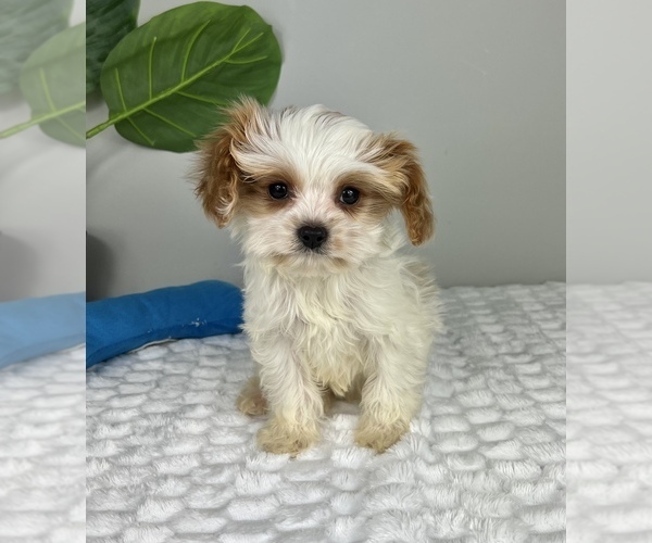 Medium Photo #5 Cavapoo Puppy For Sale in FRANKLIN, IN, USA