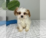 Small Photo #5 Cavapoo Puppy For Sale in FRANKLIN, IN, USA