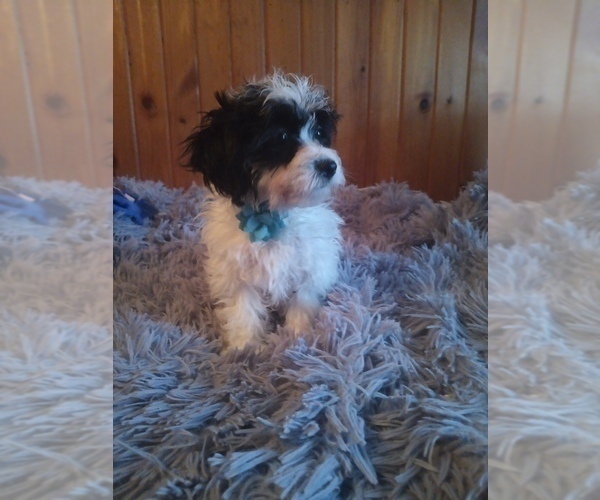 Medium Photo #2 Mal-Shi-Poodle (Miniature) Mix Puppy For Sale in WOBURN, MA, USA