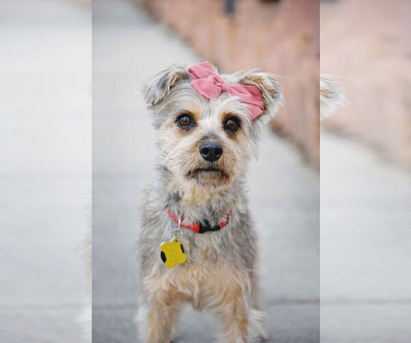 Medium Photo #1 Mutt Puppy For Sale in Sandy, UT, USA