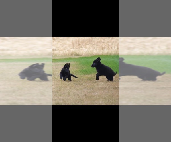 Medium Photo #3 German Shepherd Dog Puppy For Sale in DECATUR, IN, USA