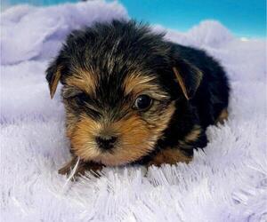 Yorkshire Terrier Puppy for sale in SANDY HOOK, KY, USA