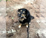 Small #1 Australian Shepherd-Cavalier King Charles Spaniel Mix
