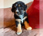 Small #1 Labrador Retriever Mix