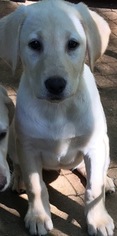 Labrador Retriever Puppy for sale in FORSYTH, GA, USA