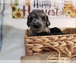 Small Photo #3 Labradoodle Puppy For Sale in SAN ANTONIO, TX, USA