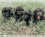Small Photo #1 Havanese-Poodle (Toy) Mix Puppy For Sale in ARCADIA, FL, USA