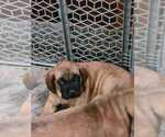 Small Photo #4 Mastiff Puppy For Sale in CRYSTAL, MN, USA