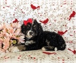 Small Photo #5 Miniature Bernedoodle-Poodle (Miniature) Mix Puppy For Sale in OXFORD, PA, USA