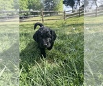 Small #6 Goldendoodle