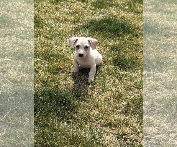 Medium Photo #5 Chiweenie Puppy For Sale in Sandy, UT, USA