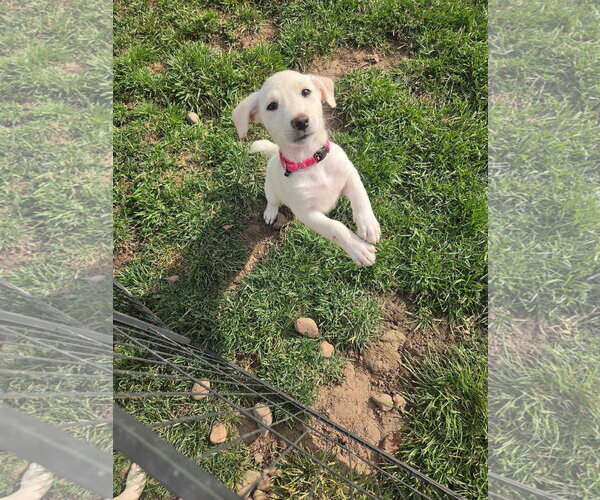 Medium Photo #2 Shepradors Puppy For Sale in New London, WI, USA