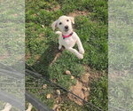 Small Photo #2 Shepradors Puppy For Sale in New London, WI, USA