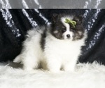 Small #3 Pomeranian