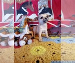 Small Photo #1 Chihuahua Puppy For Sale in SOUTH WEST CITY, MO, USA