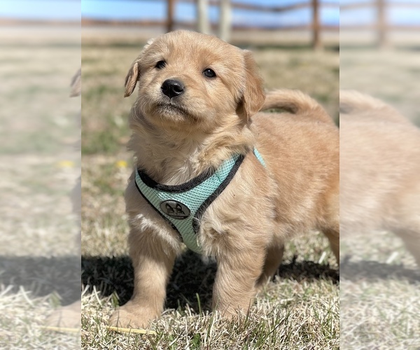 Medium Photo #8 Golden Retriever Puppy For Sale in COLORADO SPRINGS, CO, USA