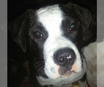 Small Photo #11 American Bulldog Puppy For Sale in CALDWELL, ID, USA