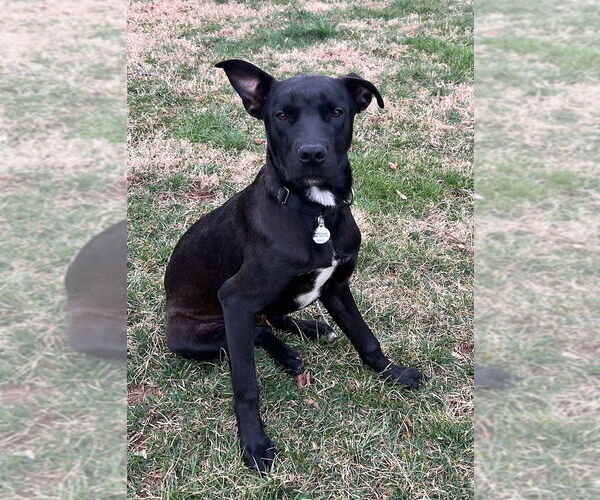 Medium Photo #2 Mutt Puppy For Sale in Candler, NC, USA