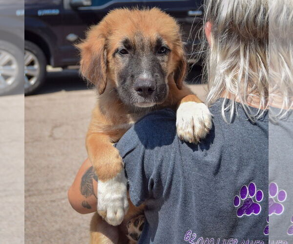 Medium Photo #5 Boxer-German Shepherd Dog Mix Puppy For Sale in Huntley, IL, USA