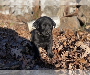 Labrador Retriever Puppy for Sale in COON VALLEY, Wisconsin USA