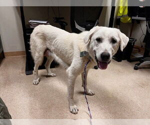 Great Pyrenees-Unknown Mix Dogs for adoption in Camarillo, CA, USA