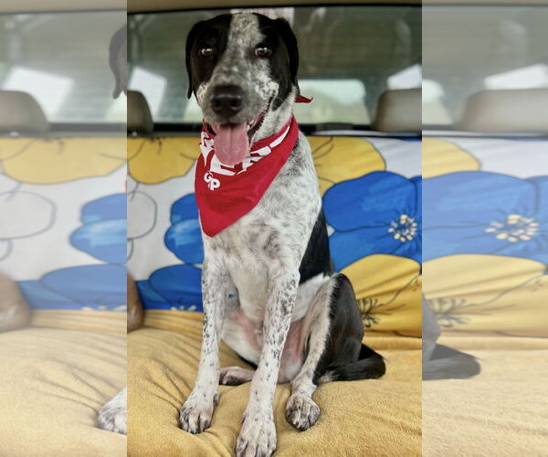 Medium Photo #26 Mutt Puppy For Sale in Euless, TX, USA