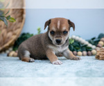 Puppy Noggin Chihuahua-Chorkie Mix