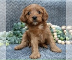 Small #2 Cavapoo